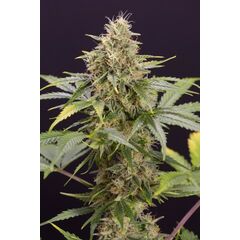 Chocolate Mint OG Auto, Фасовка: 3